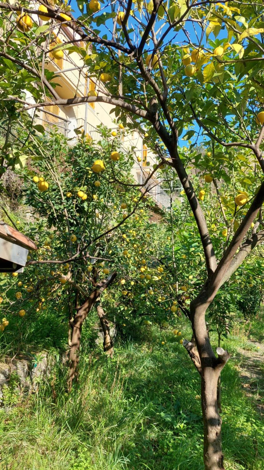 La Casa Dei Limoni Ξενοδοχείο Μοντερόσο αλ Μάρε Εξωτερικό φωτογραφία