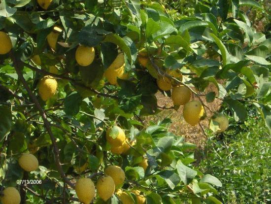 La Casa Dei Limoni Ξενοδοχείο Μοντερόσο αλ Μάρε Εξωτερικό φωτογραφία